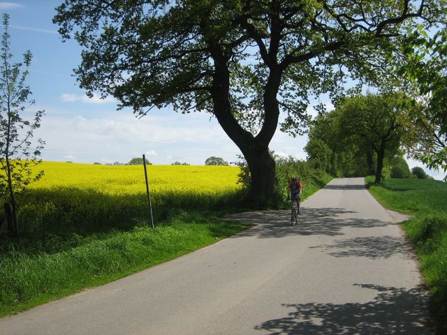 Radtour durch die Rapsfelder im Hinterland
