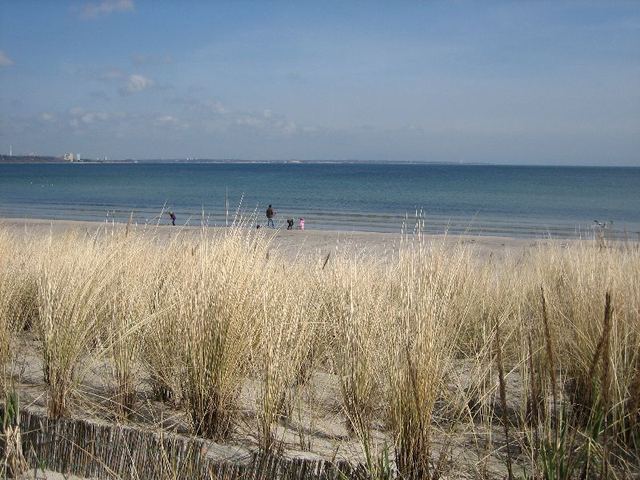 Strandhafer und Ostsee